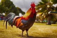 নিলামে এক লক্ষ ১০ হাজার টাকায় বিক্রি হল একটি মোরগ!