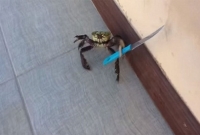 ছুরি নিয়ে ভয় দেখানো কাঁকড়ার ভিডিও ভাইরাল!