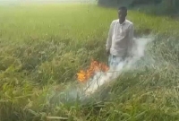 কালিহাতীর পর এবার বাসাইলে ধানক্ষেতে আগুন দিয়ে কৃষকের প্রতিবাদ