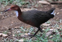 ফিরে এসেছে লাখ বছর পূর্বে বিলুপ্ত হয়ে যাওয়া পাখি