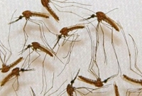 ৫০০ মশা মেরে জমা দিলে ১০০ টাকা!