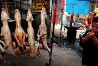 একাধিক রেস্তোরাঁয় কুকুর-বিড়ালের মাংস সরবরাহ করেন তারা!