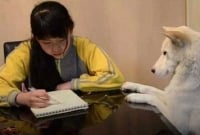 পড়াশোনায় ফাঁকিবাজ মেয়েকে শায়েস্তা করতে প্রশিক্ষিত কুকুর!