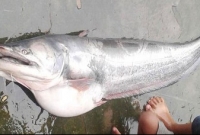 হাকালুকি হাওরে ধরা পড়লো ২৭ কেজির বোয়াল!