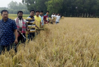 নওগাঁয় ধান কেটে দিচ্ছেন শিক্ষক, শিক্ষার্থী ও গণমাধ্যমকর্মীরা