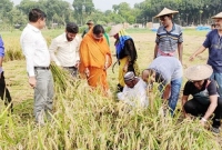 রাস্তায় গাড়ি থামিয়ে ধান কাটতে মাঠে নামলেন ডিসি!