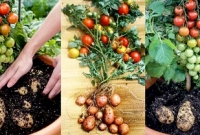 একটি গাছেই পাওয়া যাবে আলু ও টমেটো!