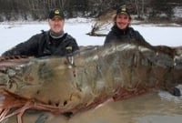 সাড়ে ১০ কেজি ওজনের বিশাল এক চিংড়ি!