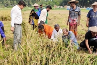   ক্ষেতে এক নারীকে একা ধান কাটতে দেখে গাড়ি থেকে নেমে ধান কাটা শুরু করেন চুয়াডাঙ্গার ডিসি!