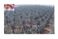 বিশ্বের সবচেয়ে বড় এই খেজুর বাগানের খেজুর শুধুমাত্র ইফতারের জন্য!