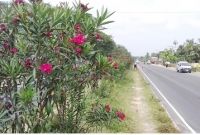 পিচঢালা পথে ফুলের হাসি