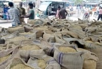 ঠাকুরগাঁওয়ে ধানের মণ ৩০০ টাকা, কৃষকের কান্না