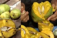 পাকা আমের ভেতর কচি আঁটি!