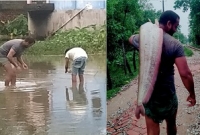 হাঁটু-পানিতে মিললো ২০ কেজি ওজনের বিশাল বোয়াল!