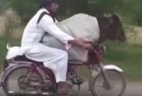 বাইকে চড়ছে গরু! ভিডিও ভাইরাল!