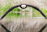 ঈগলের এত সুন্দর ছবি তুললেন অচেনা এক ফটোগ্রাফার!