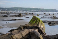 ঘূর্ণিঝড়ের পর মাটি ফুঁড়ে উঠে এল ব্রোঞ্জ যুগের এই জঙ্গল!