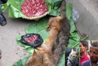 মতিন শিয়ালের মাংস বিক্রি করতো!