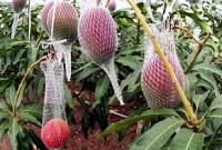 একটি আমের দাম ৬ হাজার টাকা! অবাক হলেও কথা সত্য