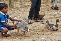 হায়রে দারিদ্রতা : প্রিয় হাঁসটি না বেচলে ঈদের জামা হবে না