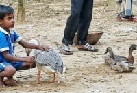 শেষ পর্যন্ত কত টাকায় বিক্রি হলো মাসুদের রাজহাঁসটি!