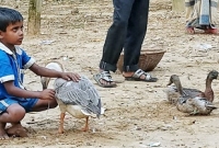 সেই রাজহাঁস বিক্রি করা মাসুদের বাড়িতে ঈদের পোশাক নিয়ে হাজির অনেকেই 