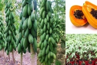 উচ্চ ফলনশীল রেড লেডি হাইব্রিড পেঁপে চাষ পদ্ধতি