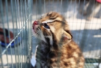 কাপাসিয়ায় উদ্ধারকৃত মেঁছোবাঘের বাচ্চা বনবিভাগ গ্রহন করেনি  