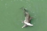 মৃত ডলফিন ছানাকে বহন করে নিরাপদ স্থানে নিয়ে গেল মা!