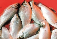 স্বাদে-গন্ধে ইলিশ মাছকে হার মানাবে পেংবা