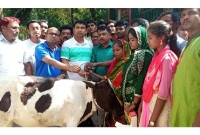 পড়ালেখার খরচ চালাতে ফেলানীর পরিবারকে গাভী উপহার দিলেন ছাত্রলীগ সভাপতি শোভন
