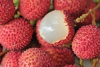 লিচু খাওয়ার পর ৫৩ শিশুর মৃত্যু