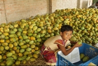 বাঘায় গাছপাকা আম  মাত্র ১৮ টাকা কেজি! বাঘায় গাছপাকা আম  মাত্র ১৮ টাকা কেজি!