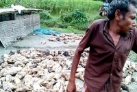 শারীরিক প্রতিবন্ধী আবুল কাশেমের ৮শ হাঁস বিষ দিয়ে মেরে ফেলার অভিযোগ