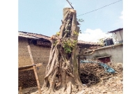 দিনের আলোতে অবিশ্বাস্য এক ঘটনা, অলৌকিকভাবে দাঁড়িয়ে গেল ঝড়ে উপড়ে পরা বটগাছ!