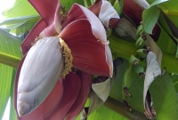 আয়রনের উৎস কলার থোড়