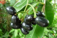 জেনে নিন, কালো জামের কিছু স্বাস্থ্য উপকারিতা