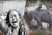 মসজিদ ভাঙতে রাজি হলো না আসামের বনবিভাগের প্রশিক্ষিত হাতি