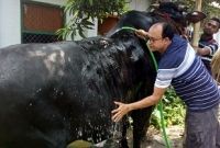 যুবরাজকে দেখতে বাড়িতে এখন শত শত মানুষের ভিড় যুবরাজকে দেখতে বাড়িতে এখন শত শত মানুষের ভিড়