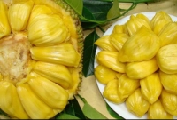 কাঁঠাল রোগ প্রতিরোধ ক্ষমতা বাড়ায় 