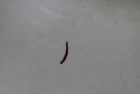 এবার ওয়াসার পানিতে ‘জোঁক’