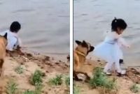 ‘বড় বিপদ’ থেকে শিশুকে বাঁচালো পোষ্য কুকুর