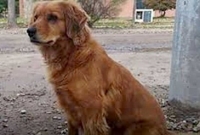 সন্তান প্র'সবের সময় কেরোসিন ঢে'লে কুকুরকে পু'ড়িয়ে হ'ত্যা