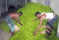 ধানের পর মরিচেও কৃষকের লোকসান, কেজি প্রতি ১২ টাকা