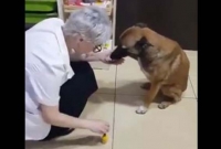 ফার্মেসিতে ঢুকে  নিজেই চিকিৎসা চাইল আহত কুকুর, চিকিৎসা শেষে ধন্যবাদও জানালো