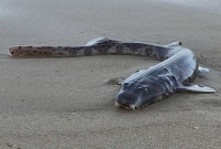 অস্ট্রেলিয়ার সৈকতে বিড়াল চোখের 'রহস্যময়' মাছ