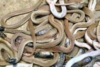 সাপের ভয়ে স্কুল বন্ধ