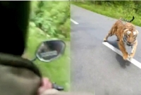 বাইক তাড়া করল বাঘ, নেট দুনিয়ায় ভিডিও ভাইরাল
