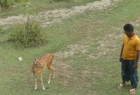 মানুষের ভালোবাসায় মুগ্ধ হয়ে এই মায়াবী হরিণটি বনে না থেকে লোকালয়ে থাকছে!
