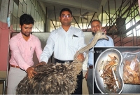 উটপাখির পেটে দেড় কেজি লোহা ও প্লাস্টিকদ্রব্য! উটপাখির পেটে দেড় কেজি লোহা ও প্লাস্টিকদ্রব্য!